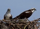 Osprey-0094.jpg