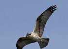 Osprey-0095.jpg