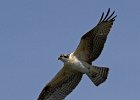 Osprey-0096.jpg