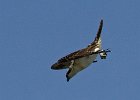 Osprey-0097.jpg