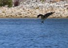 Osprey-0098.jpg