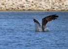 Osprey-0099.jpg