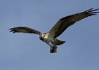 Osprey-0100.jpg