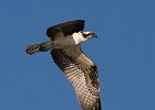 Osprey-0101.jpg