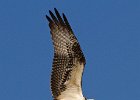 Osprey-0102.jpg
