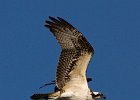 Osprey-0103.jpg