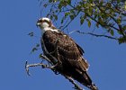 Osprey-0105.jpg
