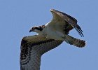 Osprey-0107.jpg