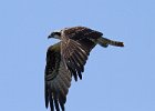 Osprey-0108.jpg