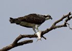 Osprey-0110.jpg