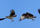 Osprey-0114.jpg