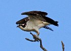 Osprey-0115.jpg