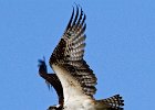 Osprey-0116.jpg