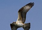 Osprey-0119.jpg
