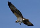 Osprey-0120.jpg