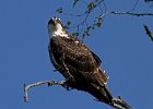 Osprey-0124.jpg
