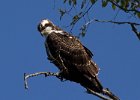 Osprey-0125.jpg