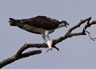 Osprey-0126.jpg
