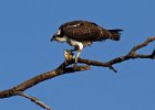 Osprey-0127.jpg