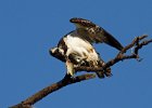 Osprey-0128.jpg
