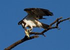 Osprey-0129.jpg