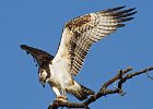Osprey-0130.jpg