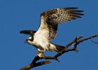 Osprey-0133.jpg
