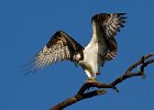 Osprey-0134.jpg