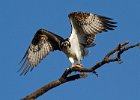 Osprey-0135.jpg