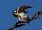 Osprey-0136.jpg