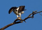 Osprey-0137.jpg