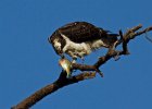 Osprey-0138.jpg