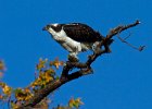 Osprey-0139.jpg