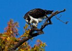 Osprey-0140.jpg