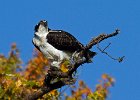Osprey-0141.jpg