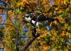 Osprey-0142.jpg