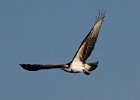Osprey-0144.jpg