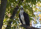Osprey-0145.jpg