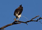 Osprey-0146.jpg
