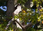 Osprey-0147.jpg