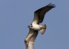 Osprey-0148.jpg