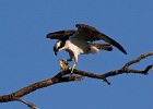 Osprey-0149.jpg