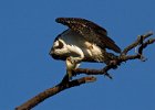Osprey-0154.jpg