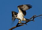 Osprey-0155.jpg