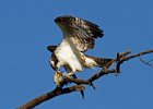 Osprey-0156.jpg