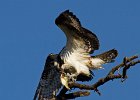 Osprey-0157.jpg