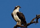 Osprey-0158.jpg