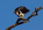Osprey-0160.jpg