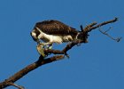 Osprey-0161.jpg