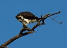 Osprey-0162.jpg